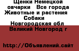 Щенки Немецкой овчарки - Все города Животные и растения » Собаки   . Новгородская обл.,Великий Новгород г.